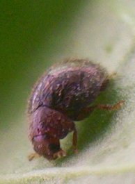 Rhyzobius lophantae  - Adulto